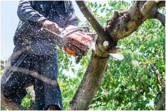 tree services Nassau Bay